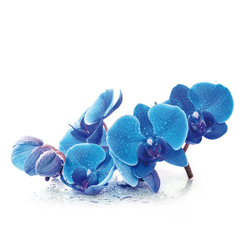 azulene-immagine